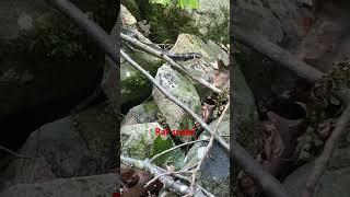 Rat snake on some rocks @dayhikingandherpingdudes