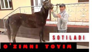 Farhod Hamzayev/ Toy sotaman Qorabair