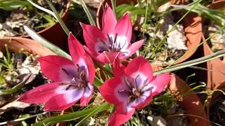 Tulipa - Little Beauty - Litlir Túlipanar - Steinhæða plöntur - Fjólutúlipani