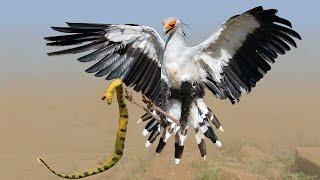 Kung Fu Bird that even COBRA can't escape! Secretary Bird is a winged snake fighter!