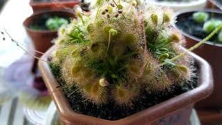 Росянка. Drosera. Содержание и уход.