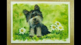 How to draw a Yorkshire Terrier with gouache step by step. Step by step instructions for beginners