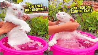 NGAKAK BANGET..! Demi Terlihat Glowing, Si Kucing Minta Mandi Kembang Sama Emak ~ Kucing Lucu Ngakak