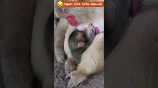 You Won't Believe the Love in This Baby Monkey's Eyes for Milk  　 #monkey #babymonkey #snowmonkey