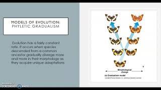 Evolution: Gradualism