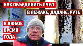 Весенние работы на пасеке Как объединить пчел в лежаке, дадане, руте.