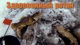 Здоровенный Ротан | Первый лёд