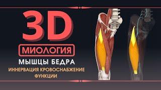 Мышцы Нижней Конечности - 3D Анатомия Мышц Бедра - Часть 2