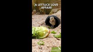 A lettuce love affair!