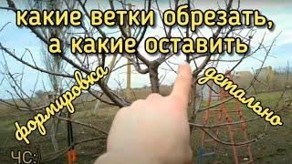 КАКИЕ ВЕТКИ ОБРЕЗАТЬ, А КАКИЕ ОСТАВИТЬ? Формировка, детально.