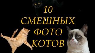 смешные фото котов