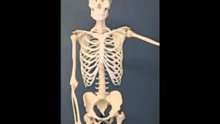skeleton rattling