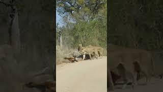 Lions Almost Take Down Giraffe Onto Car