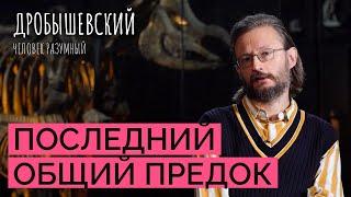 Родня человека от моллюсков до сапиенсов: как понять, что такое «общие предки»?