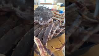 Alaskan crab. #alaska #alaskancrab #outdoorsfun