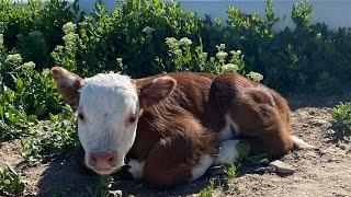 Mini Hereford Calf care