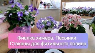 Фиалка-химера, размножение, пересадка. Фитильные стаканы