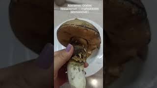 Какие красавчик эти обабки, теперь знаю куда за ними ехать в следующем сезоне !#ставрополь #грибы
