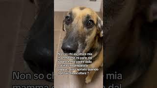 Cane che non sa chi ascoltare … #pets #cane #videocane