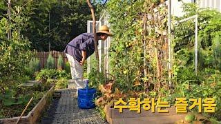 더운 여름 수확해 잘먹고 잘쉬는 시골일상/묵은지 등갈비찜/냄비피자만들기.countryside life