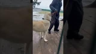  Наш грозный САО Архат ищет дом и службу! Пост под видео #dog #алабай #animals #doglover