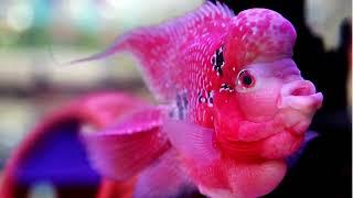 Aquatic Serenity: The Relaxing Beauty of Aquarium Fish