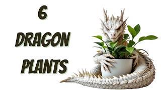 6(ish) Dragon Plants That Will Make Your Home MAGICAL! 