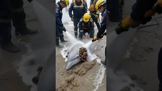 Rescue Efforts Underway for Stranded Dolphin on the Beach #DolphinRescue #BeachCleanup #Wildlife