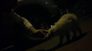 FOLLOWING KIKI KITTY AT NIGHT