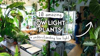 TOP 10 Low Light Houseplants + Understanding Low Light In Your Home 