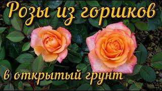 Роза  из горшка  в открытый грунт Роза Кордана Rosa Cordan garden