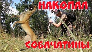 Эквинокс 800. Накопал собачатины. Коп 2019 .