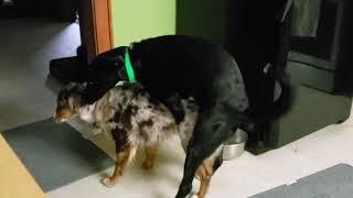 My Dogs Are Gay (Documentary)