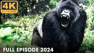 WILD CONGO | LARGEST Gorilla's Lair | Nature Animal Documentary