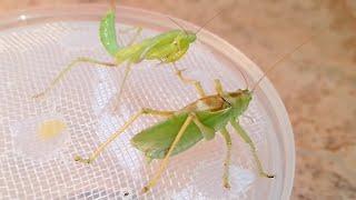 Богомол vs Кузнечик (Mantis vs Katydid).