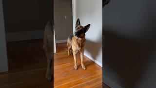 An interview with Remy #cutedog #germanshepherd #dog #gsd