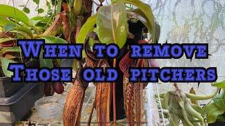 NEPENTHES CARE: HOW AND WHEN TO REMOVE OLD PITCHERS and leaves on a Nepenthes