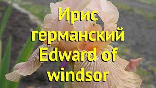 Ирис германский Эдвард оф Виндзор. Краткий обзор, описание iris germanica Edward of windsor