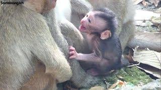 Newborn baby monkey cry so loud for breastfeeding, Samnnng kh D99