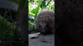 Ёжик в сентябре #nature #hedgehog #flowers