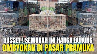 BUSSET SEMURAH INI ? HARGA BURUNG OMBYOKAN DI PASAR BURUNG PRAMUKA