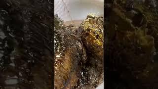 #honeybeesting #mengly #beefeater #honey #vlong #workerbee
