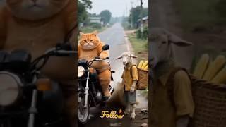 Orange Cat sheds blood on his friend's goat. #shorts #cat #kitten #cute #ia #trending #funny #comedy