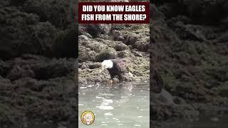 ScienceMan Eagle Fishing #science #nature #cool #interesting