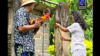 Ketut Bimbo - Ngabut Keladi, Ayam Jago dari Bali (Rooster)