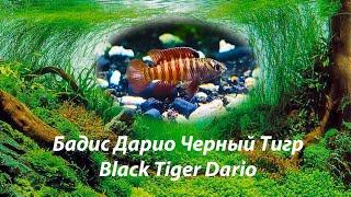 Дарио тигровый / Black Tiger Dario/ Dario tigris