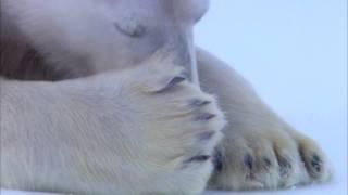 FLIRTING POLAR BEARS - VERY FUNNY! From Polar Bear Spy on the Ice