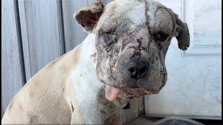 Living on the streets is hard, Meet Jessie - Stray Rescue of St.Louis