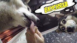 Собака ест мороженое | Dog eating ice cream