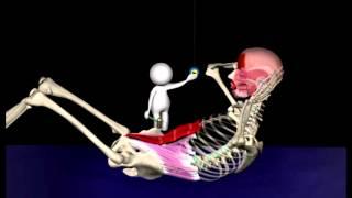 How Abdominal Muscles Work